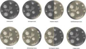 Вплив фаз Місяця на домашні рослини