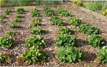 Мульчирування полуниці фото