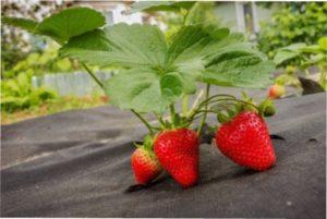 Полуниця фото та опис