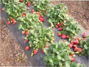 Як мульчувати полуницю самостійно