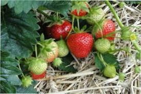 Полуниця мульча опис