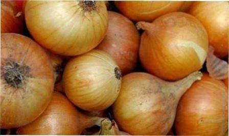 Ріпчаста цибуля: правильно збираємо врожай і готуємо до зберігання, настанови з фото