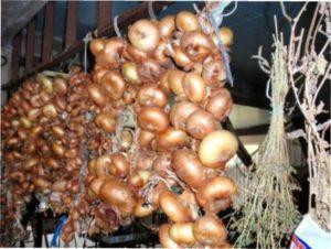 Особливості збирання врожаю цибулі