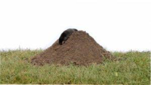 Сітка від кротів - опис з фото.