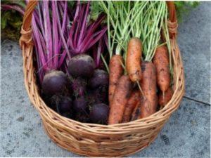 Коли і як копати моркву і буряк для зберігання на зиму в домашніх умовах