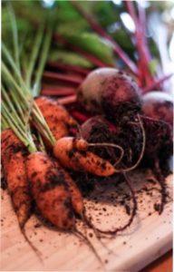 Коли найкраще викопувати моркву і буряк?