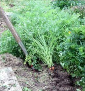 Викопування моркви