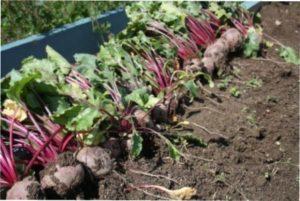 Викопування буряка