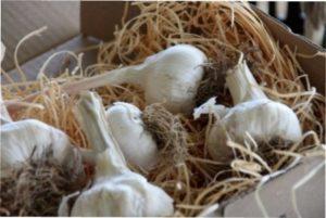 Підготовка часнику до зберігання