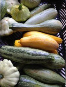 Збір врожаю кабачків для зберігання