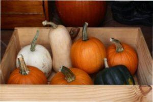 Збір врожаю гарбуза для зберігання