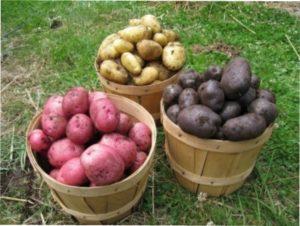 Як правильно відібрати, підготувати і зберігати насіннєву картоплю на дачі