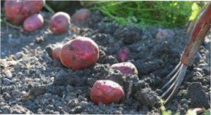 Викопування бульб картоплі