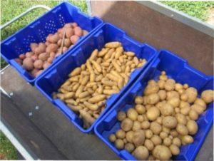 Готуємо насіннєву картоплю до зберігання