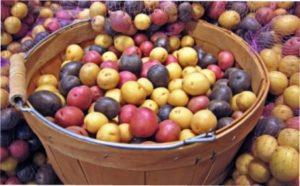 Готуємо льох до зберігання