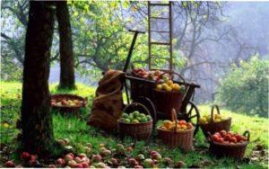 Як правильно зібрати і зберегти врожай яблук