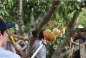 Збір яблук плодозбірником