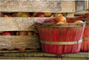 Зберігання врожаю яблук в грунті