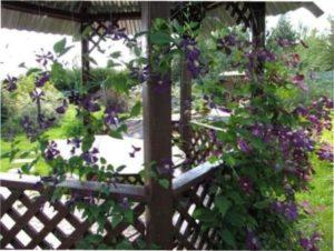 Клематиси на альтанці фото