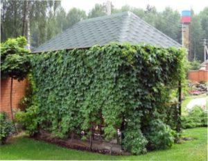 Дівочий виноград фото