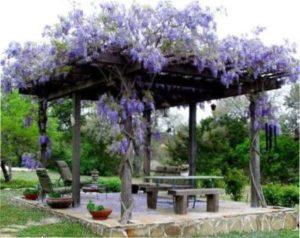 Гліцинія фото з описом