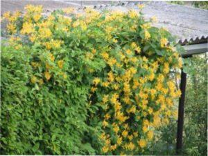 Жимолость декор