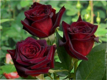 Бордові троянди фото