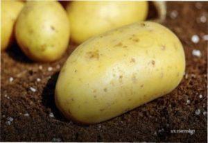 Як зберігати картошку самостійно