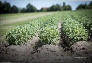 Корнеплоди картопля фото