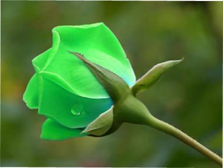 Зелені троянди фото з описом