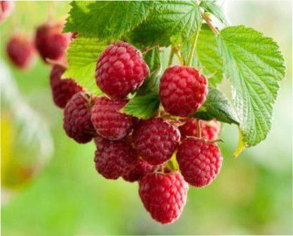 Підготовка малини до зими фото