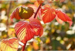 Як підготувати малину до зими