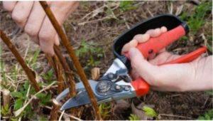 Обрізка малини опис