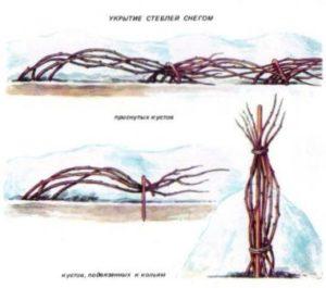 Як підготувати малину до зими