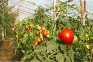 Кращі сорти помідорів для теплиці з полікарбонату - фото.