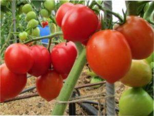 Сорти томатів для теплиць фото