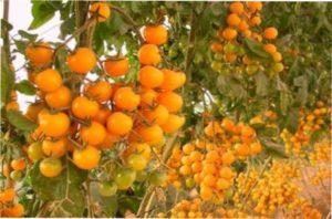 Томати Черрі фото