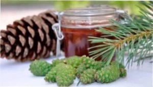 Варення з соснових шишок фото