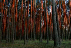 Сосновий ліс фото