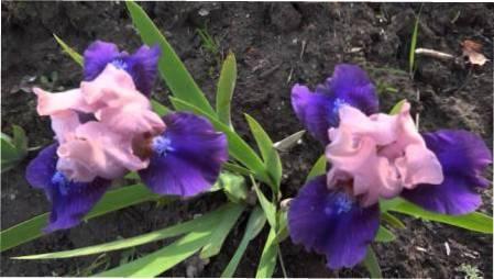 Підготовка ірисів різних сортів до зими - обрізка, догляд та укриття восени Догляд за ірисами восени і підготовка до зими