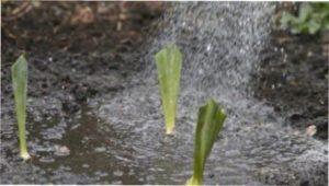 Вирощування ірисів фото