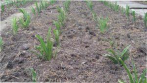 Ірис фотографія