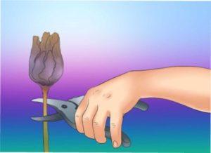 Обрізка ірисів фото схема