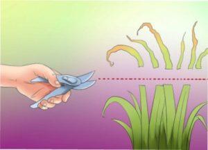 Обрізка листя ірисів фото