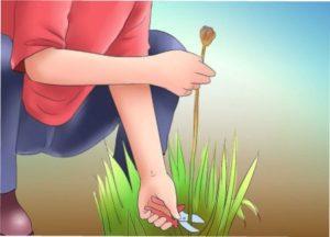 Як правильно обрізати іриси фото