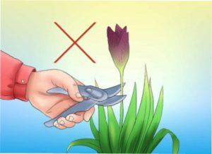 Обрізка ірисів схема