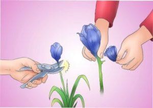 Підготовка рослини до зимівлі