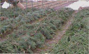 укриття ірисів на зиму фото