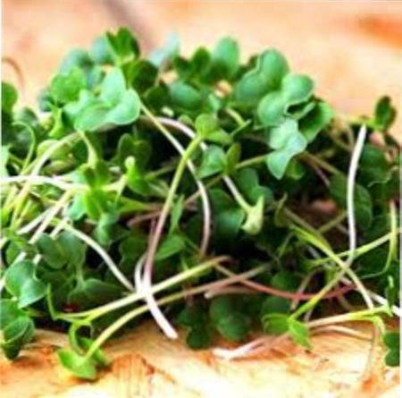 Мікрозелень - що це таке, користь та правила вирощування в домашніх умовах Мікрозелень - що це таке, користь та правила вирощування в домашніх умовах