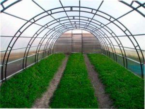 Як грамотно вибрати плівку для теплиці